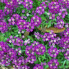 100 EASTER BONNET ALYSSUM Lobularia Maritima Bright Purple Flower Seeds