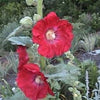 25 DARK RED HOLLYHOCK Alcea Rosea Flower Seeds Perennial