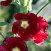 25 DARK RED HOLLYHOCK Alcea Rosea Flower Seeds Perennial