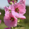 25 PALE PINK HOLLYHOCK Light Alcea Rosea Flower Seeds Perennial