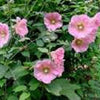 25 PALE PINK HOLLYHOCK Light Alcea Rosea Flower Seeds Perennial