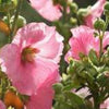 25 PALE PINK HOLLYHOCK Light Alcea Rosea Flower Seeds Perennial