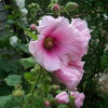 25 PALE PINK HOLLYHOCK Light Alcea Rosea Flower Seeds Perennial