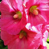 25 BRIGHT PINK HOLLYHOCK Alcea Rosea Flower Seeds Perennial