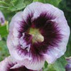 25 LAVENDER & PURPLE HOLLYHOCK Alcea Rosea Flower Seeds