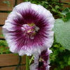 25 LAVENDER & PURPLE HOLLYHOCK Alcea Rosea Flower Seeds