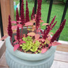 150 AMARANTHUS PYGMY TORCH (Prince of Wales Feather) Amaranthus Hypochondriacus Flower Seeds