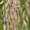 100 MESQUITE / SIDEOATS GRASS Ornamental Bouteloua Curtipendula Seeds