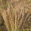 100 MESQUITE / SIDEOATS GRASS Ornamental Bouteloua Curtipendula Seeds