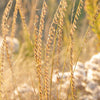 100 MESQUITE / SIDEOATS GRASS Ornamental Bouteloua Curtipendula Seeds