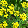 500 SIBERIAN WALLFLOWER Erysimum Cheiranthus Allionii Flower Seeds