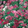 100 Mixed Colors DRUMMOND PHLOX MIX Pink, Red, & White Phlox Drummondii Flower Seeds