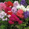 100 Mixed Colors DRUMMOND PHLOX MIX Pink, Red, & White Phlox Drummondii Flower Seeds