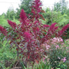 250 PRINCES FEATHER AMARANTHUS Cruentus Oeschberg Purple Red Flower Herb Seeds