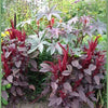 250 PRINCES FEATHER AMARANTHUS Cruentus Oeschberg Purple Red Flower Herb Seeds