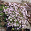 1000 FRINGED PINKS DIANTHUS Superbus Flower Seeds