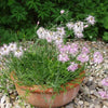 1000 FRINGED PINKS DIANTHUS Superbus Flower Seeds