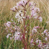 1000 FRINGED PINKS DIANTHUS Superbus Flower Seeds