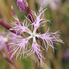 1000 FRINGED PINKS DIANTHUS Superbus Flower Seeds