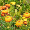 100 TALL Double MIXED Colors STRAWFLOWER Helichrysum Monstrosum Flower Seeds