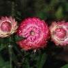 100 TALL Double MIXED Colors STRAWFLOWER Helichrysum Monstrosum Flower Seeds