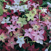 100 Heirloom MIXED COLORS NICOTIANA (Ornamental Flowering Tobacco) Nicotiana Alata Flower Seeds