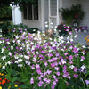 100 Heirloom MIXED COLORS NICOTIANA (Ornamental Flowering Tobacco) Nicotiana Alata Flower Seeds