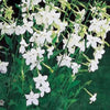 100 Heirloom MIXED COLORS NICOTIANA (Ornamental Flowering Tobacco) Nicotiana Alata Flower Seeds