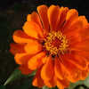 250 ORANGE CLASSIC ZINNIA Elegans (Narrow Leaf Zinnia / Creeping Zinnia) Flower Seeds