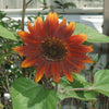 100 Orange EVENING COLORS SUNFLOWER Helianthus Annuus Flower Seeds
