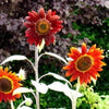 100 Orange EVENING COLORS SUNFLOWER Helianthus Annuus Flower Seeds
