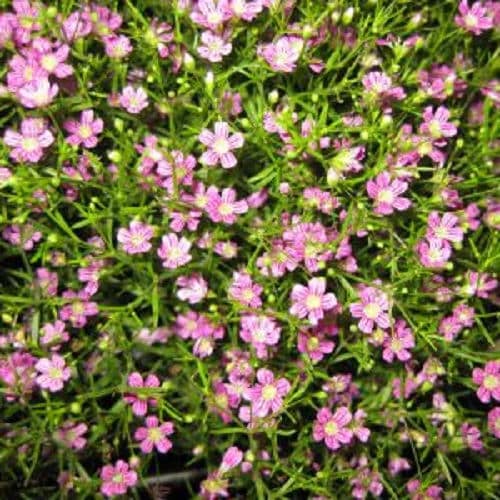 350 RED BABYS BREATH Gypsophila Elegans Baby's Breath Flower Seeds