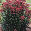 50 Mixed Colors JOE PYE WEED Eupatorium Maculatum Flower Seeds