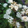 50 Mixed Colors JOE PYE WEED Eupatorium Maculatum Flower Seeds