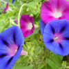 50 Mixed Colors MORNING GLORY Ipomoea Purpurea Vine Flower Seeds