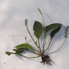 1000 CHINESE PLANTAIN Plantago Asiatica Herb Flower Seeds