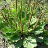 1000 CHINESE PLANTAIN Plantago Asiatica Herb Flower Seeds
