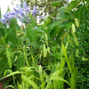 100 RIVER OATS (Northern Sea Oats / Inland Oats) Ornamental Uniola Latifolia Grass Seeds