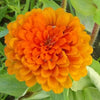200 Mixed Colors ZINNIA POMPON Zinnia Elegans Flower Seeds