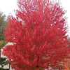 25 SIBERIAN MAPLE TREE Acer Ginnala Seeds - Red Fall Foliage