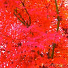 25 SIBERIAN MAPLE TREE Acer Ginnala Seeds - Red Fall Foliage