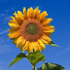 50 HOPI COMMON SUNFLOWER Helianthus Annuus Flower Seeds