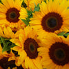 50 HOPI COMMON SUNFLOWER Helianthus Annuus Flower Seeds