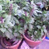 500 ANISE PERSIAN BASIL Ocimum Basilicum Herb Flower Seeds