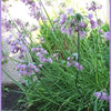 250 ALLIUM NODDING ONION Allium Cernuum Flower Seeds