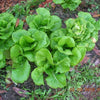 2000 BIBB LETTUCE (Limestone Lettuce) Lactuca Sativa Vegetable Seeds