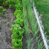 2000 BIBB LETTUCE (Limestone Lettuce) Lactuca Sativa Vegetable Seeds