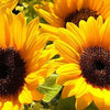 25 EBONY & GOLD SUNFLOWER Helianthus Annuus Flower Seeds