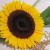 25 EBONY & GOLD SUNFLOWER Helianthus Annuus Flower Seeds