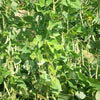 50 TENDERGREEN GREEN BEAN Phaseolus Vulgaris Vegetable Seeds